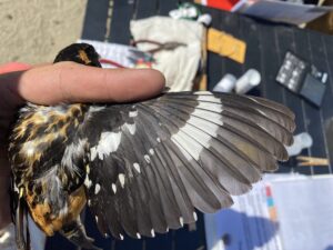 Black-headed Grosbeak Wing